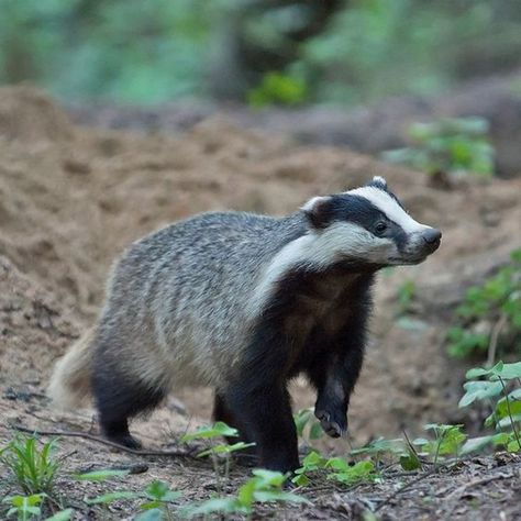 European Badger, Cottagecore Animals, Animal Poses, Forest And Wildlife, Wind In The Willows, Wild Animals Pictures, Manatees, Paws And Claws, Animal Reference