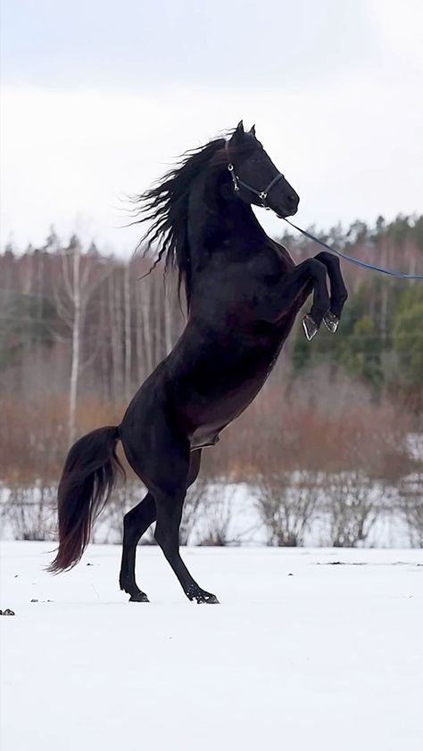 Warlander Horse, Andalusian Stallion, Armored Titan, Miniature Ponies, Horse Rearing, Stallion Horses, Morgan Horse, Dream Horse, Black Stallion