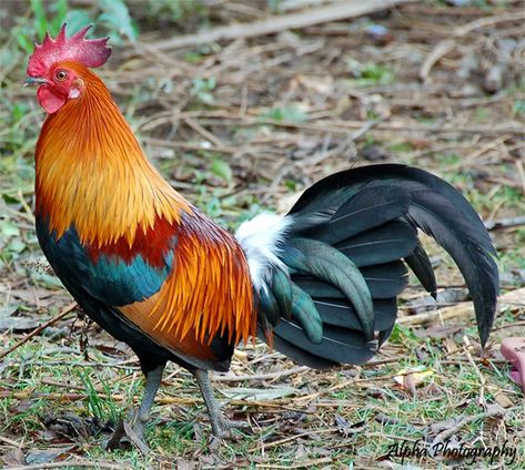 The red junglefowl is a tropical member of the Phasianidae family. It is thought to be ancestral to the domestic chicken, with some hybridization with the grey junglefowl. Wikipedia Jungle Fowl, Rooster Breeds, Game Fowl, Beautiful Chickens, Chickens And Roosters, Turkey Feathers, Chicken Art, Farms Living, Game Birds