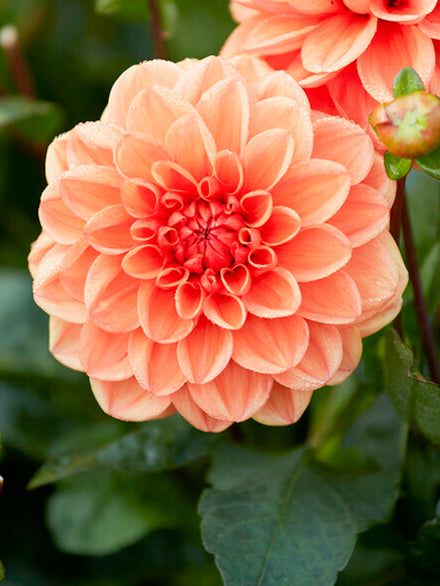 Dahlia Tubers And Bulbs for Sale | DutchGrown™ | Page 2 Dahlia Bulbs, Spanish Bluebells, Dahlia Tubers, Growing Dahlias, Floral Drawing, Christmas Rose, Dahlia Flower, Planting Bulbs, Faux Plants