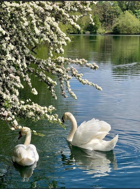 Poetry Aesthetic, Swan Song, Spring Aesthetic, Explore Nature, Swan Lake, Nature Aesthetic, Swans, Pretty Places, Poetry Quotes