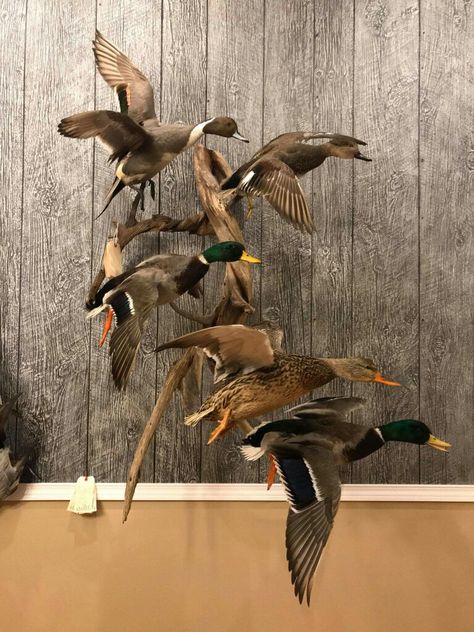 Duck Taxidermy Mounts, Duck Mount Ideas, Mallard Duck Mounts, Mallard Mount, Duck Mounts Taxidermy, Duck Hunting Decorations, Duck Taxidermy, Duck Hunting Decor, Deer Mount Decor