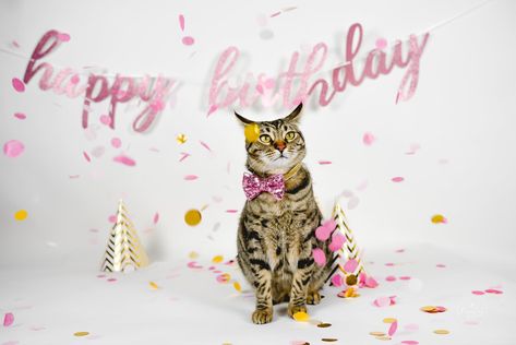 Cat Birthday Photoshoot Ideas, Pet Birthday Photoshoot, Cat Birthday Photoshoot, Kitten Photoshoot, Cat Photoshoot, Barbie Dog, Kitten Birthday Party, Adoption Photos, Animal Photoshoot