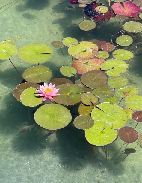 Plants Reference Photos, Water Lilies Photography, Painting Reference Photos Landscape, Waterlily Aesthetic, Lilypad Photography, Lilypad Art, Botanical Photos, Lotus Aesthetic, Flor Tattoo