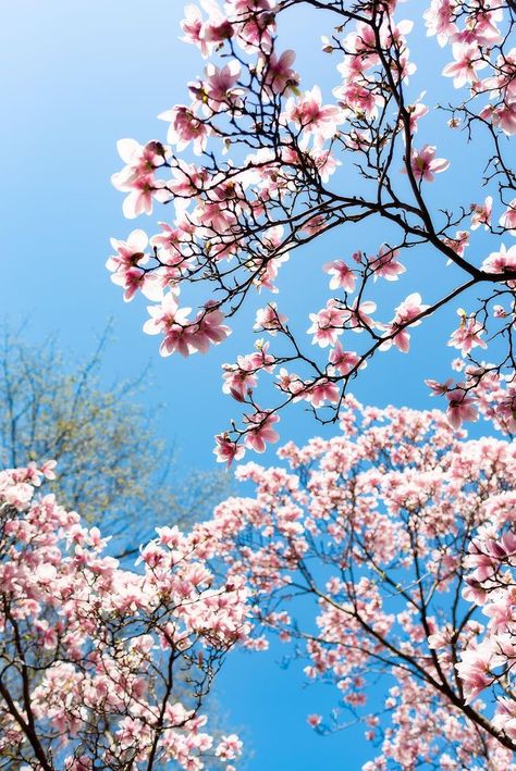 Spring is in the air. #springvibes #sky #bloom Primptemps Aesthetic, Spring Pictures Aesthetic, Spring Astethic Pictures, Spring Aethstetic, Spring Weather Aesthetic, Spring Ipad Wallpaper, Cold Spring Aesthetic, Spring Astethic, Spring Time Aesthetic