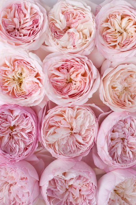 Couleur Rose Pastel, Tout Rose, Austin Rose, David Austin Roses, David Austin, Deco Floral, English Roses, Garden Roses, Beautiful Blooms