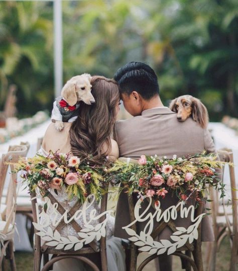 Wedding Photos With Pets, Dachshund Wedding Ideas, Dog At Wedding Ideas, Wedding Dachshund, Dog In Wedding Ideas, Dog Wedding Photos, Dachshund Wedding, Dogs Wedding, Apple Orchard Wedding