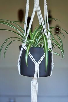 spider plant houseplants for hanging indoors Spider Plant Hanging Ideas, Spider Plant Hanging, Hanging Spider Plant, Plants And Crystals, Vintage Plant Hanger, Design Terrace, Hanging Spider, Plants Bathroom, Chlorophytum Comosum