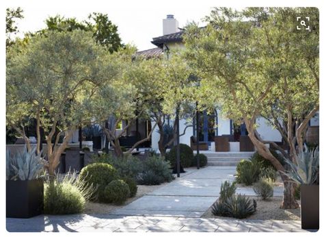 | Landscape St. Louis | http://www.landscapestlouis.com/ Olive Tree Garden, Olive Trees Landscape, Olive Trees Garden, Crushed Granite, Drought Tolerant Garden, Drought Tolerant Landscape, Tree Garden, Dry Garden, Front Yards