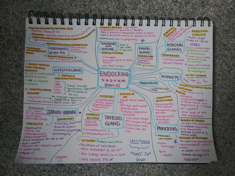 Concept Map about endocrine system. Anatomy and physiology II Endocrine System Concept Map, Endocrine System Anatomy, Psychology Revision, Handwriting Ideas, Nursing Study Guide, Concept Map, Biology Notes, Nursing Study, Endocrine System