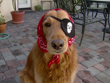 Pirate Golden Retriever Eyes, Pirate Dog, Pet Pictures, Eye Patch, Purim, Fete Halloween, Animal Pictures, Golden Retriever, Cute Animals