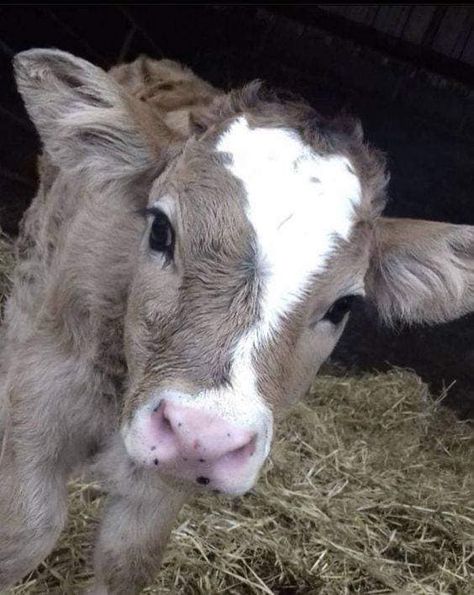 Pet Cows, Fluffy Cows, Cow Pictures, Baby Cow, Baby Cows, Pretty Animals, Cute Animals Images, Fluffy Animals