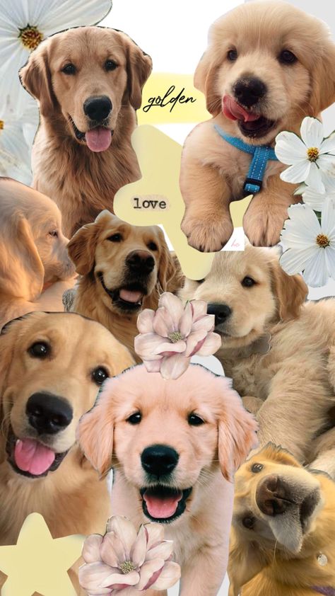 #Golden#dog#goodboy Dog Collage Wallpaper, Golden Retriever Wallpaper Iphone, Aesthetic Golden Retriever, Cute Pupies, Golden Retriever Wallpaper, Random Animals, Mixing Paint Colors, Mouse Wallpaper, Bts V Photos