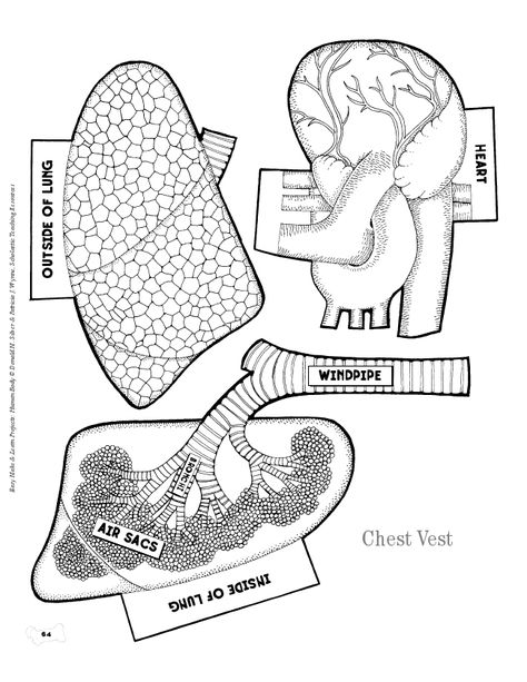 Human body vest.pdf - Google Drive Anatomy Coloring, Human Body Projects, Human Body Science, Human Body Activities, Anatomy Coloring Book, Human Body Unit, Science Tools, Human Body Systems, Color Worksheets