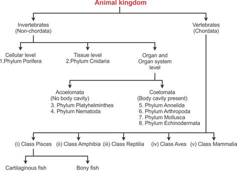 Biological Classification Flow Chart, Animal Kingdom Classification Charts, Animal Kingdom Classification, Flow Chart Ideas, Classification Of Animals, Animals Chart, Taxonomic Classification, Human Skeleton Anatomy, Skeleton Anatomy