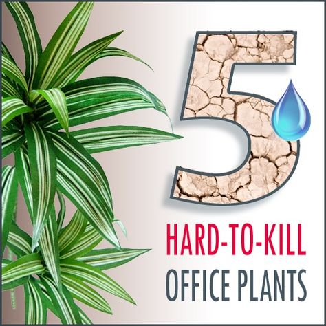 Plants At Work Office, Office Desk Plants Ideas, Best Office Plants Work Spaces, Plants For Office Desk, Cubicle Plants, Office Cubicle Plants Work Desk, Plants Office, Cube Decor, Dracaena Marginata