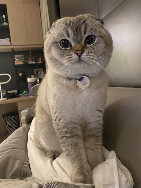 Very Cute Animals, Scottish Fold Cat, Cat Profile, Dream's Cat, Cute Animal Memes, British Shorthair Cats, Very Cute Dogs, Cute Cats Photos, Scottish Fold