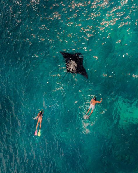 Mantas Point, Komodo National Park, Flores Island, Indoneseia. The Komodo National Park cruises & adventures by Hello Flores will be your ultimate travel experience and a great Komodo & Flores island tour! Explore Flores and the UNESCO world heritage with a liveaboard from Labuan Bajo, which offer unique cruising, trekking and diving experience beyond expectations! A haven untouched and sheltered from the chaos of the current world. Photo by: @wildbonde Labuan Bajo, Diving Aesthetic, Pelagic Fish, Komodo National Park, Komodo Island, Labuan, Best Snorkeling, Makassar, Komodo