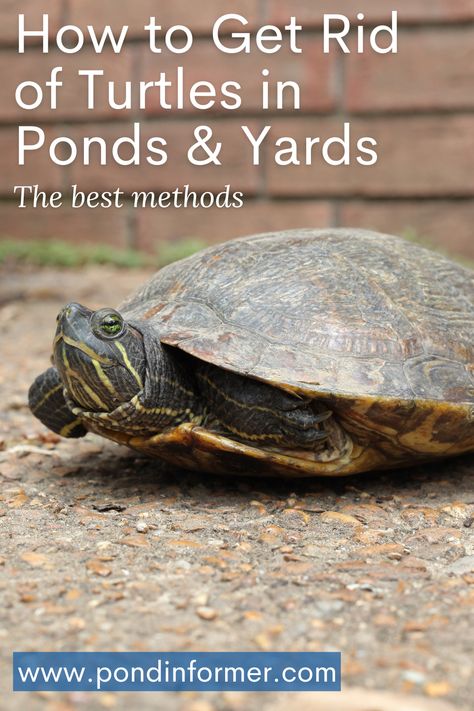 Turtle Traps, Turtle Eggs, Common Snapping Turtle, Alligator Snapping Turtle, Pond Landscape, Wildlife Facts, Turtle Pond, Wildlife Rehabilitation, Diy Pond