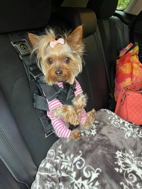 Yorkie Dressed Up, Yorkie Halloween Costumes, Teacup Yorkie Puppy, Cute Small Dogs, Puppy Mom, Dog Mommy, Cute Dogs Images, Yorkie Terrier, Really Cute Puppies