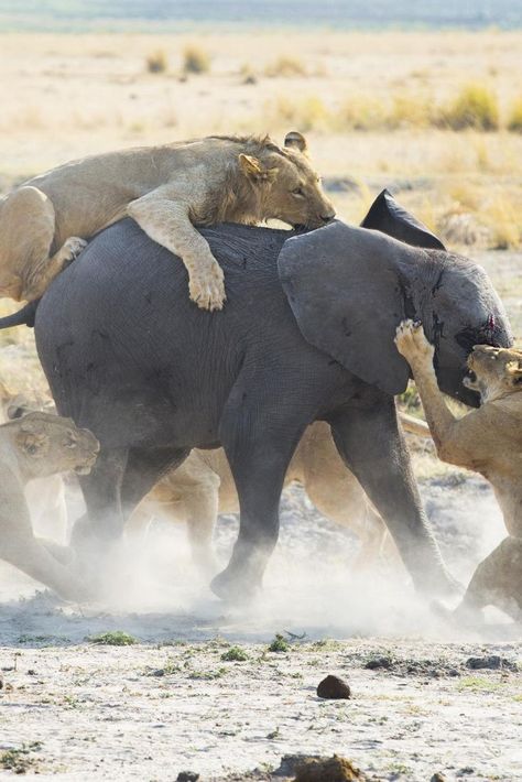 A young elephant struggles for his life as a pride of hungry lions chase it down. #wildlife #nature #animals #lions #elephant #predators #prey Lion Chasing Prey, Lion Prey, Animals In Africa, The Big 5 Africa Animals, Animals In Africa Wildlife, Lion In Savanna, Wade In The Water, Female Lion, Lion And Lioness