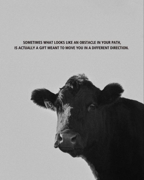 Inspiring Quote On A Photo Of My Cow! Please tag me if you share! Taken by insta @ rockin.b.imagery #cow #cowsofinstagram #western #quotes #inspiringquotes #quoteoftheday #quotestoliveby #blackandwhite #blackandwhitephotography #westernart #fineart #fineartprints #wallartdecor Cattle Quotes Inspiration, Cow Bible Verse, Southern Love Quotes, Inspirational Country Quotes, Western Inspirational Quotes, Cow Captions, Western Life Quotes, Country Quotes To Live By, Western Love Quotes