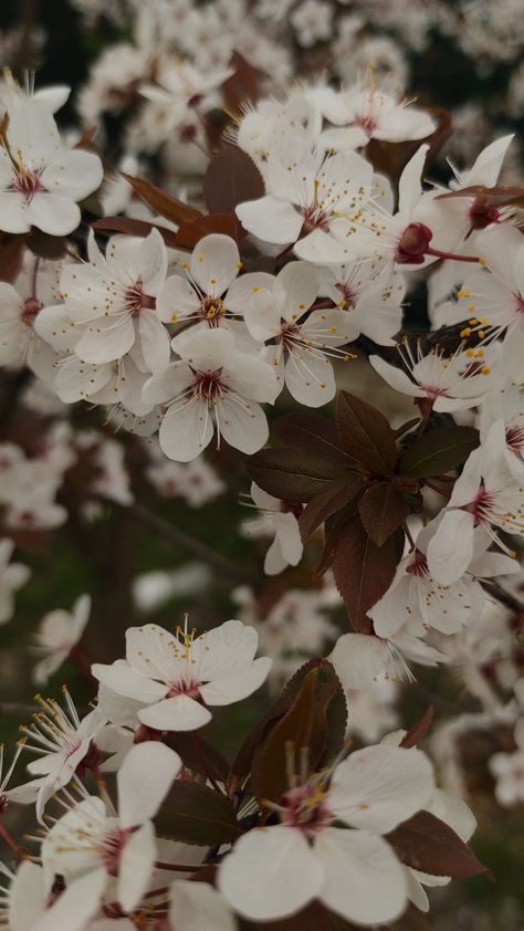 Plum Blossom Aesthetic, Plum Blossom Wallpaper, Chinese Plum Blossom, Japanese Plum Blossom, Bsd Aesthetic, Oc Series, Fallen Petals, Small Widget, Tat Inspiration