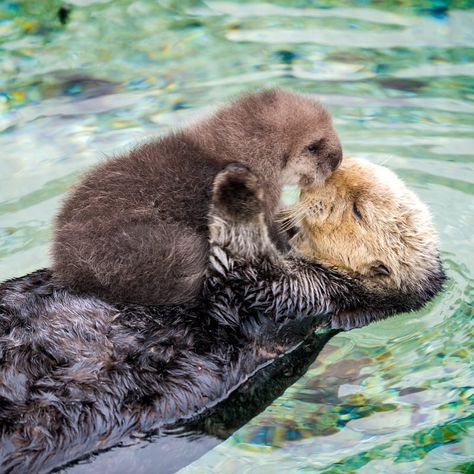 The otter gave birth to a sweet pup right at the aquarium, much to the delight of onlookers—the fluffy duo gained attention immediately. Baby Sea Otters, Otter Pup, Otters Cute, Otter Love, Baby Otters, Sea Otters, Sea Otter, Baby Animals Funny, Sweet Animals