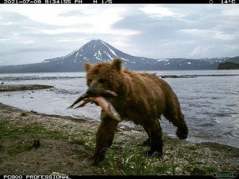 Bear Cub Aesthetic, Trail Cam Photos, Trailcam Animals, Wildlife Conservation Aesthetic, Animal Pfp Aesthetic, Wildlife Aesthetic, Trail Camera Pictures, Tank Top Aesthetic, Puff Short Sleeve Blouse