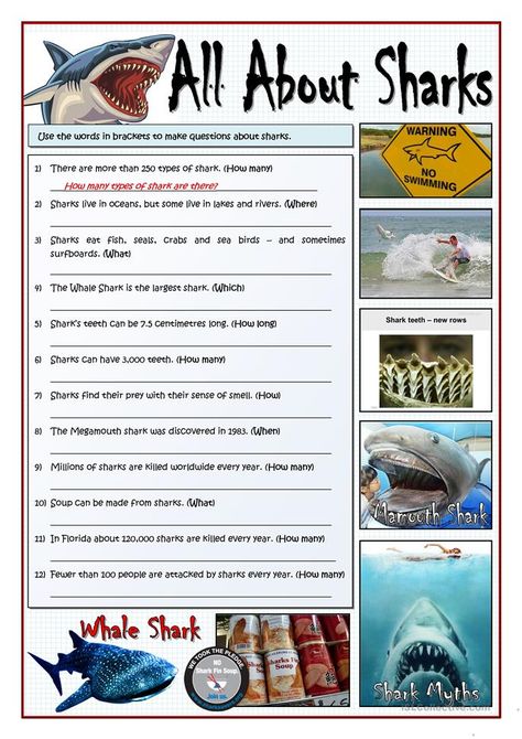 Shark Information, Shark Activities, Ocean Habitat, Shark Painting, Types Of Sharks, All About Sharks, Shark Facts, Ocean Activities, Grammar Practice