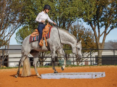 Tackle the Trail Course Equine Exercises, Aqha Western Pleasure, Performance Ideas, Aqha Horses, Horse Showing, Western Trail, Western Horses, Reining Horses, Western Vibes