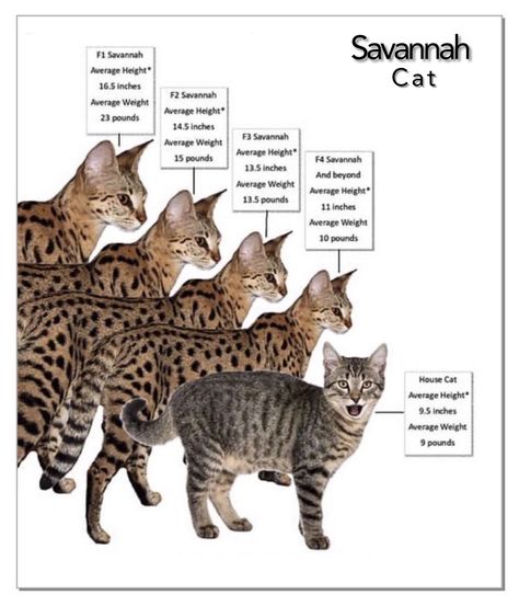 Savannah Cat Drawing, African Savannah Cat, Savannah Cat Full Grown, F5 Savannah Cat, Savanna Cat, Savannah Kitten, Wild Savannah, Savannah Cats, Hybrid Cat