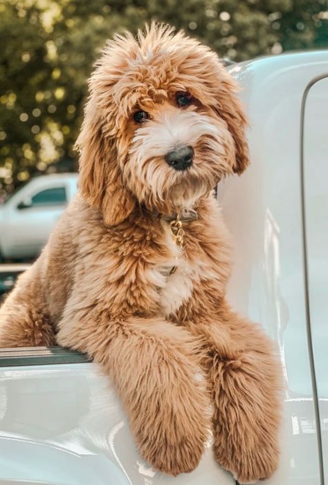 Small Goldendoodle, Mini Golden Doodle Puppy, Teddy Bear Goldendoodle, English Goldendoodle, Doodle Grooming, Cute Goldendoodle, Doodle Dog Breeds, Goldendoodle Pictures, Golden Doodle Puppy