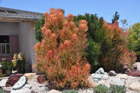 Firestick Succulent, Pencil Cactus, Pencil Tree, Desert Bloom, Drought Resistant Plants, Pencil Trees, Florida Gardening, Retail Signage, Dry Garden