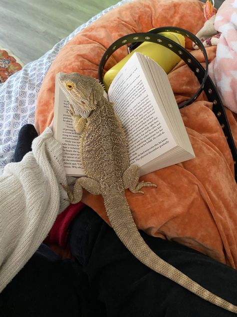 Pet Bearded Dragon Aesthetic, Pet Lizard Aesthetic, Aesthetic Bearded Dragon, Lizards Aesthetic, Pet Iguana, Bearded Dragon Pet, Bearded Dragon Wallpaper, Pet Snake Aesthetic, Lizard Aesthetic