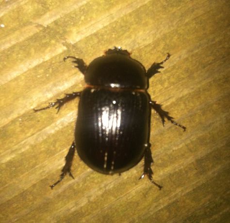 Big fat beetle on my back porch Big Beetle, Back Porch, Circus, Bugs, Insects, Porch, Collage, Pins, Quick Saves