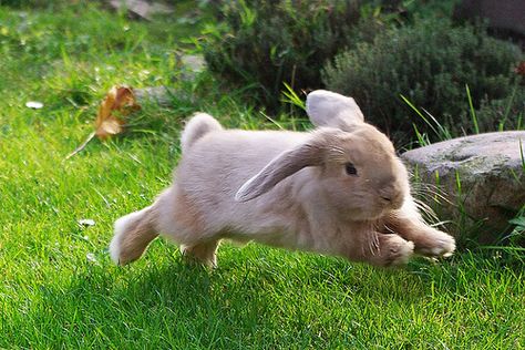 Holland lop rabbit... Rabbit Run, Fluffy Bunny, Bunny Pictures, Pet Bunny, Baby Bunnies, Hamsters, White Rabbit, 귀여운 동물, Cute Bunny