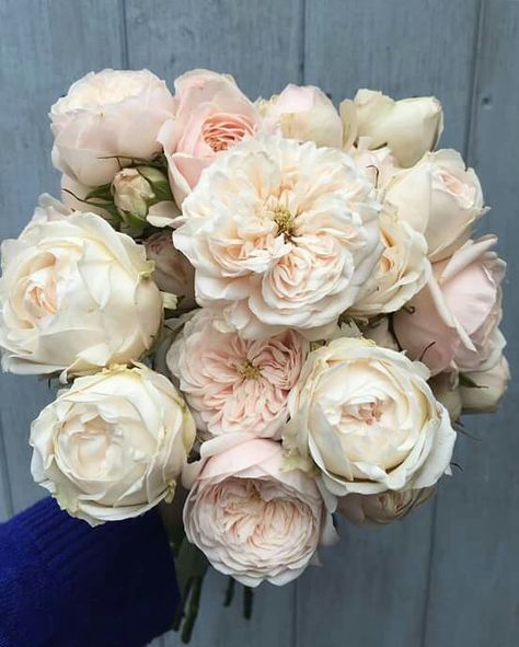 Garden Roses Wedding, Blush Peony, Blush Peonies, Floral Texture, Spray Roses, Bunch Of Flowers, Beautiful Blooms, Rose Bouquet, Love Flowers