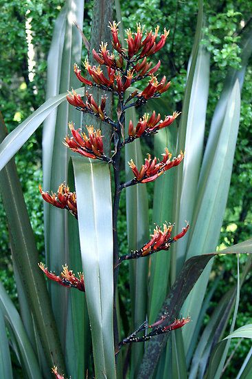 Phormium tenax Flax by Tony Foster  Phormium tenax   New Zealand Flax  Harakeke Harakeke Flowers, New Zealand Flowers, New Zealand Flax Plant, New Zealand Plants, New Zealand Native Plants, Nz Flax Plants, Nz Native Plants, New Zealand Flora, Nz Plants