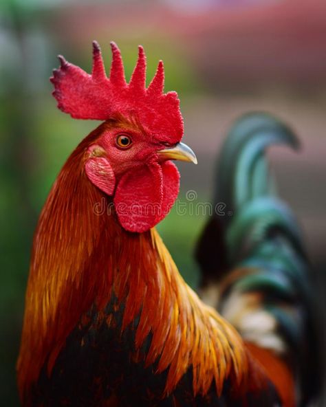 Rooster Photography Beautiful, Roosters And Chickens, Rooster Reference, Chickens Photography, Rooster Vs Hen, Fowl Drawing, Rooster Photography, Rooster Pictures, Rooster Photo