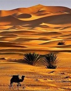 Jaisalmer Travel, Desert Rajasthan, Rajasthan Desert, Thar Desert, Deserts Of The World, Amazing India, Hot Desert, Asia Map, Desert Safari