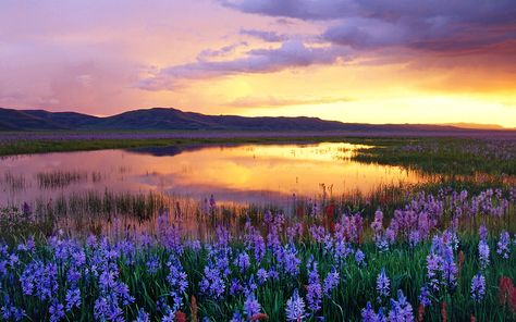 Wallpaper Ipad, Idaho, Ipad, Lake, Flowers, Nature