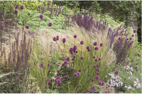 sarah price | sedum, salvias, origanum, erigeron, and Stipa gigantea to create structure, texture, and color all year Sarah Price, Mexican Feather Grass, Perennial Grasses, Prairie Garden, Meadow Garden, Gravel Garden, Grasses Garden, English Cottage Garden, Have Inspiration