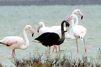 A Black Flamingo Spotted In Cyprus May Be The Only One Of Its Kind Ever Seen Melanistic Animals, Black Flamingo, Flamingo Art, Bird Watchers, Rare Animals, Pink Bird, Exotic Birds, Pretty Birds, Colorful Birds