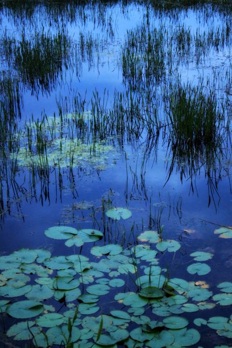 walking-geema:  .dusk on the forever marsh Okefenokee Swamp, Lily Water, Lily Pictures, Mtg Altered Art, Lotus Flower Pictures, Carnival Posters, Lotus Painting, Jellyfish Art, Lily Painting