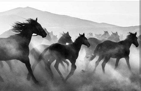 Horse Pc Wallpaper, On The Run Aesthetic, Ground Aesthetic, Horse Stampede, Horses Black And White, Ahal Teke, Wild Horses Running, Wild Horses Photography, Black Cat Aesthetic