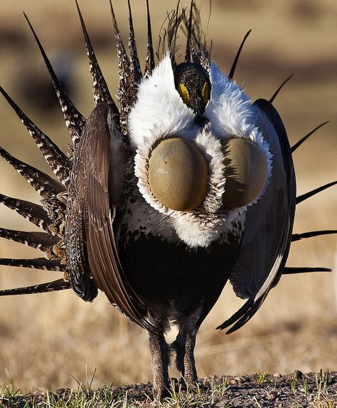 Strutting Sage Grouse...most females choose to breed with one or two of all the males.  They are always looking for the best genes to pass on to their chicks. Sage Grouse, Weird Birds, Interesting Animals, Unusual Animals, Rare Animals, Funny Birds, Animal Species, Exotic Birds, Pretty Birds