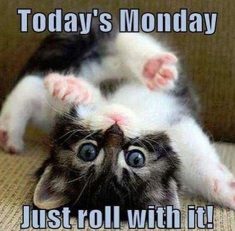 Missing You Memes, Monday Cat, Monday Memes, Monday Humor, Monday Quotes, Good Morning Funny, Morning Humor, Cat Quotes, Funny Cat Memes