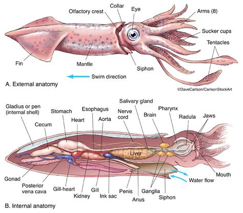 Zoology | Carlson Stock Art Squid Anatomy, Fish Anatomy, Oceanography Marine Biology, General Biology, Vet Medicine, Animal Anatomy, Biology Notes, Animal Science, Diagram Design