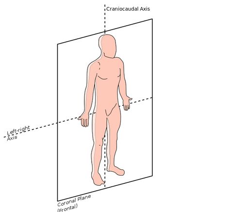 02. Planes of Motion | Brent Brookbush Frontal Plane, Sagittal Plane, Science Quiz, Shoulder Raises, Motion Graphs, Motion Images, Oblique Crunches, Pelvic Region, Chest Fly